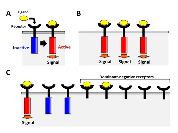 この変異体がより多くの筋肉痛を引き起こす可能性があるという研究結果があります