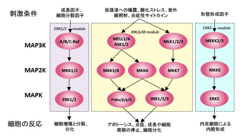 アグラオネマ: ケア - アグラオネマの基質
