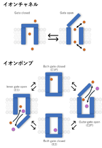 ファイル:Abe Na+-K+-ATPase Fig3.pngのサムネイル