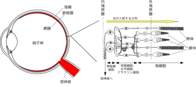 スパティフィラム:ケア、水やり、繁殖 - スパティフィラムの光、温度、場所
