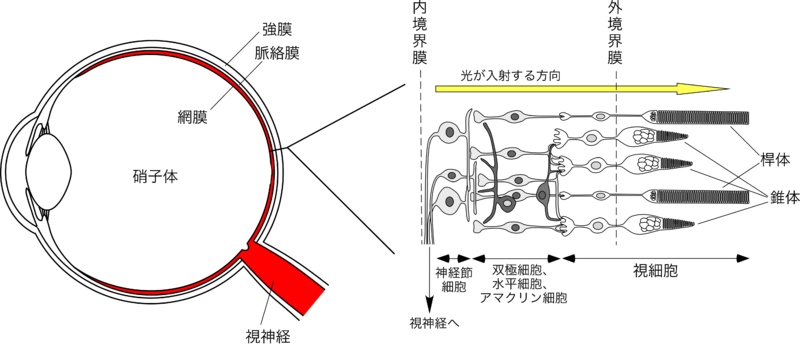 細胞呼吸: 細胞呼吸とは何か、段階と種類 - 細胞呼吸の段階