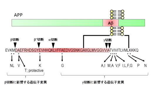 研究により、ビタミンDレベルとアルツハイマー病との関連性が判明