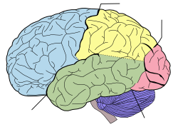 Brain diagram without text.svg