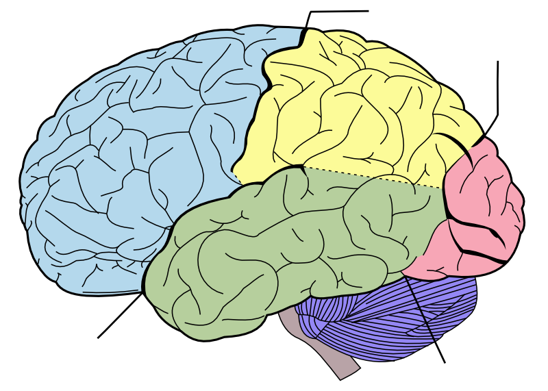 ファイル:Brain diagram without text.svg
