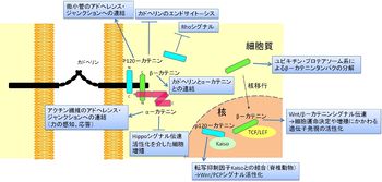 胞子形成とは何か、その例 - 植物における胞子形成