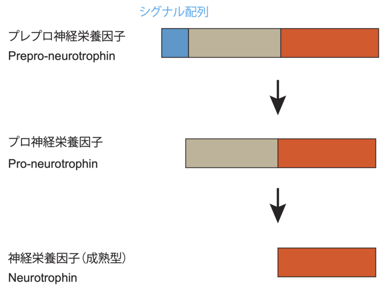 ファイル:Kohara Neurotrophin Fig2.png