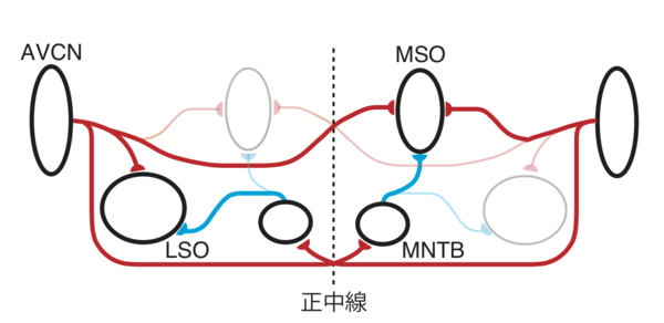 精液から猿痘ウイルスが検出される