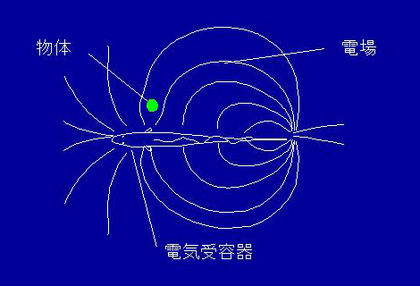 遠洋魚:その正体、特徴、例 - Dorado