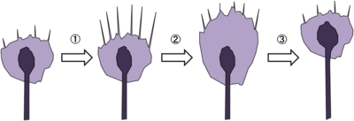 妊娠は腸の運動性に影響を与えるホルモンの変化に関連しています。妊娠中の便秘は、水を飲み、繊維質をより多く摂取し、運動し、下剤を服用することで解消します。 妊娠中の便秘はどうやって解消するの?
