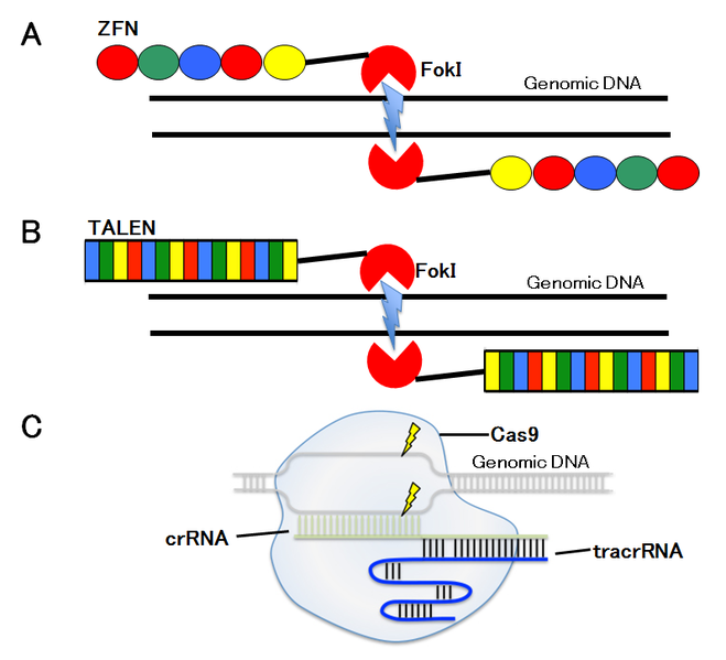 ファイル:ゲノム図２.png