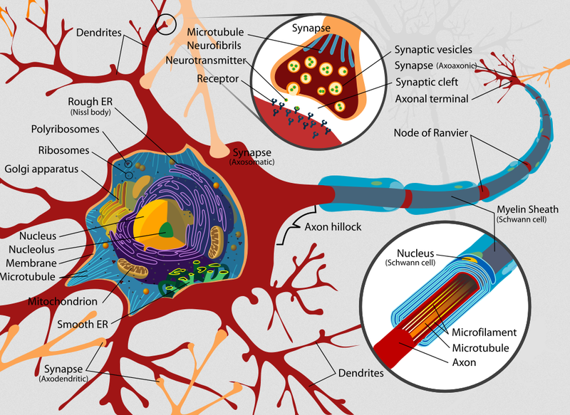ファイル:Complete neuron cell diagram en.png