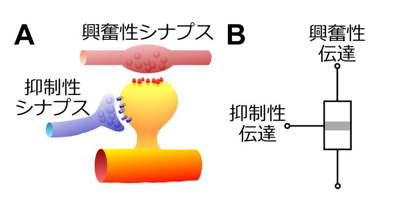 ファイル:Noguchi Spine Fig 4.jpg