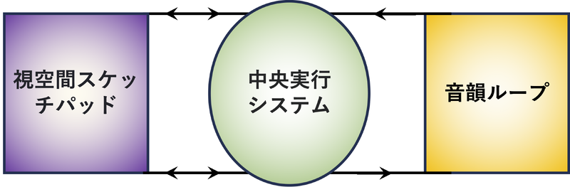 ファイル:Hirabayashi Working Memory Fig1.png