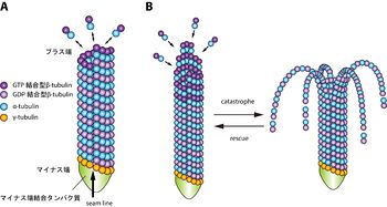 動物細胞:その正体、部分と機能 - 繊毛と鞭毛