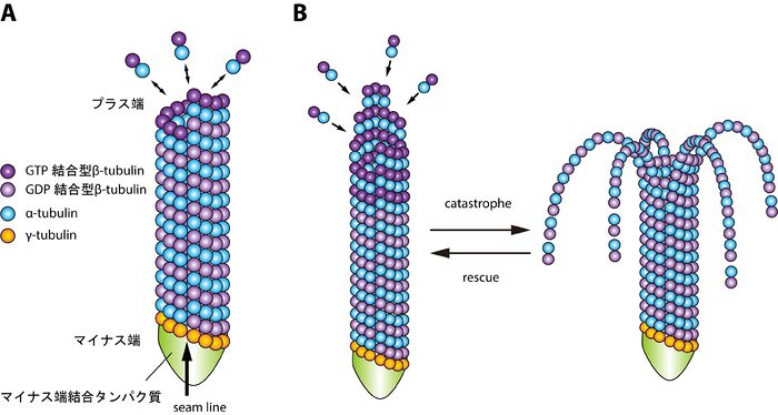 微小重力により、脳は宇宙で自己組織化する