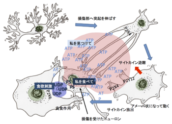 アジサイの種類 - H. マクロフィラ ラ フランス