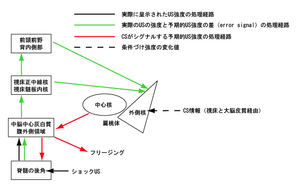  4つの幸福ホルモンを刺激する方法
