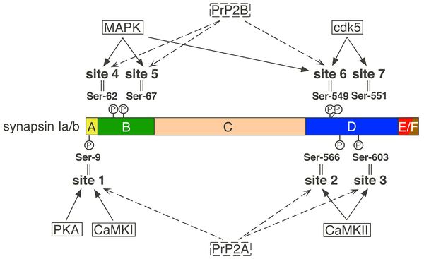 クラゲの部位とその機能 - Ropalias