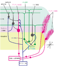 ファイル:Cerebellum circuit figure1.pngのサムネイル