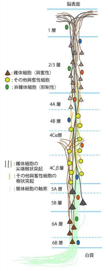 痛みの信号伝達
