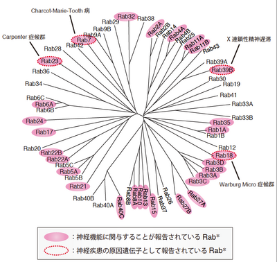 Rabファミリー低分子量Gタンパク質 - 脳科学辞典