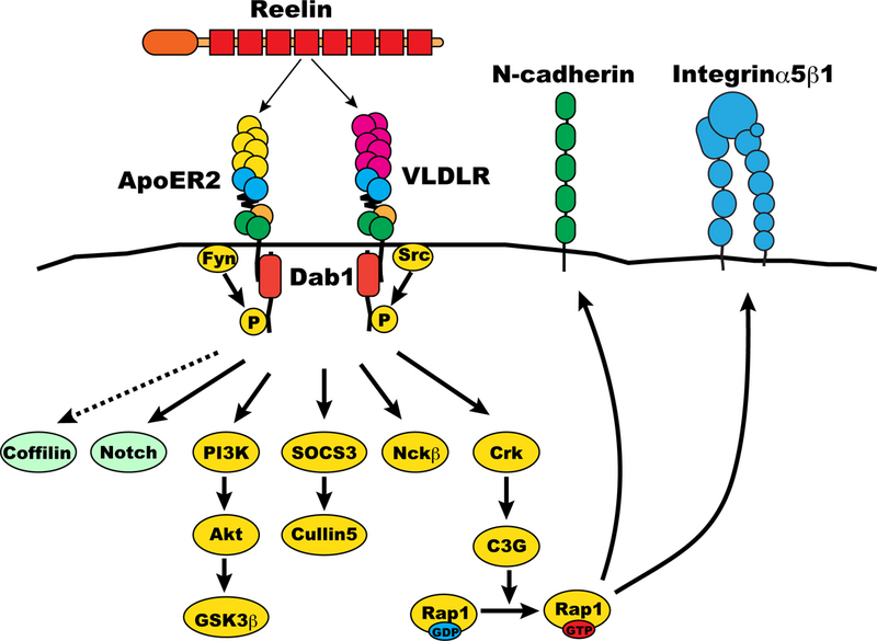 ファイル:Dab1 signaling pathway.png
