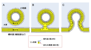 動物細胞:その正体、部分、機能 - 小胞体