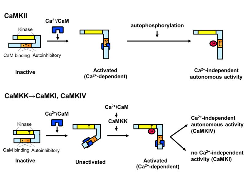 ファイル:Activation mechanism of CaMKs ver6.png