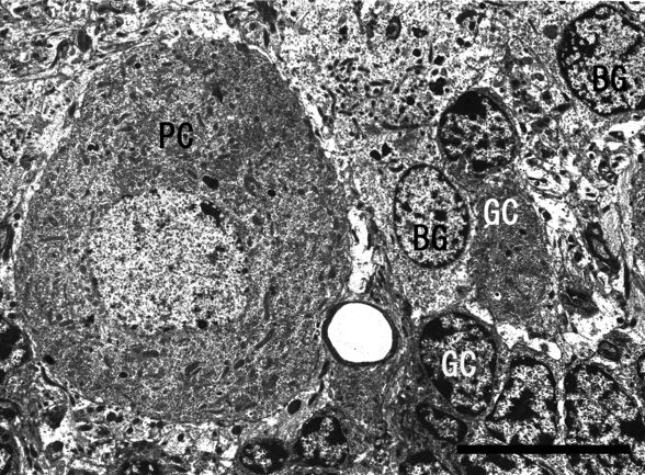 細胞の種類: 細胞の正体、部分、機能 -