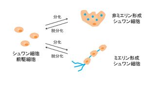 シュワン細胞図.jpg