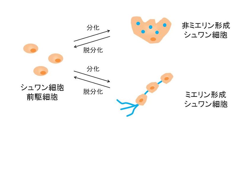 ファイル:シュワン細胞図.jpg
