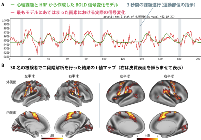 ファイル:Hanakawa fMRI Fig5.png