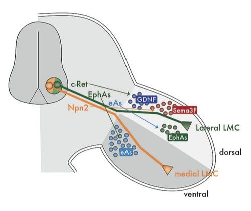 セキセイインコ: 年齢、発育、平均余命を認識する