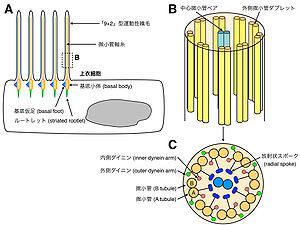 図3. 上衣細胞の繊毛構造。(A) 上衣細胞の構造。細胞膜に結合した基底小体から微小管軸糸で構成される繊毛が伸長する。繊毛運動の方向に向かって、基底小体から基底仮足が伸長する。基底小体は細胞内に向かってルートレットと呼ばれる構造物を伸長しているが、その詳細は不明である。(B, C) 9+2型可動性繊毛の構造。上衣細胞の繊毛は、9対の外側微小管ダブレットと、その内側に存在する中心微小管ペアで構成されている (B)。外側微小管Aに存在するダイニン及び中心微小管ペアに伸びる放射状スポークが繊毛運動を担う(C)。