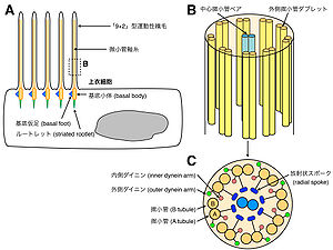 核小体: 核小体とは何か、機能、構造、サイクル - 核小体とは何ですか