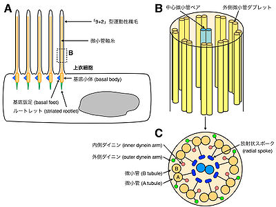 図3. 上衣細胞の繊毛構造。(A) 上衣細胞の構造。細胞膜に結合した基底小体から微小管軸糸で構成される繊毛が伸長する。繊毛運動の方向に向かって、基底小体から基底仮足が伸長する。基底小体は細胞内に向かってルートレットと呼ばれる構造物を伸長しているが、その詳細は不明である。(B, C) 9+2型可動性繊毛の構造。上衣細胞の繊毛は、9対の外側微小管ダブレットと、その内側に存在する中心微小管ペアで構成されている (B)。外側微小管Aに存在するダイニン及び中心微小管ペアに伸びる放射状スポークが繊毛運動を担う(C)。