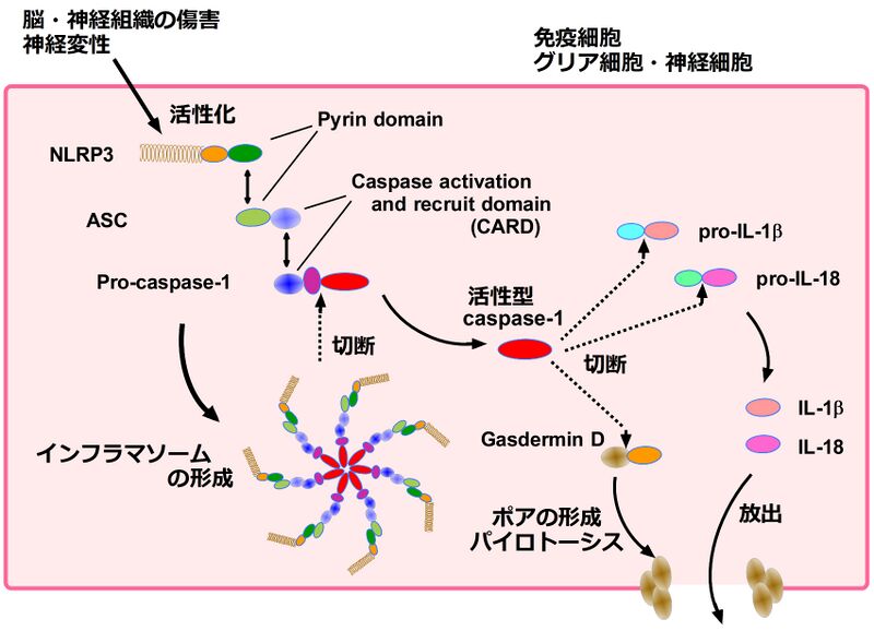 ファイル:Shichika Inflammasome Fig.jpg