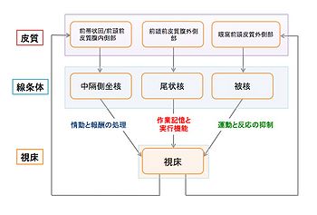 強迫症 - 脳科学辞典