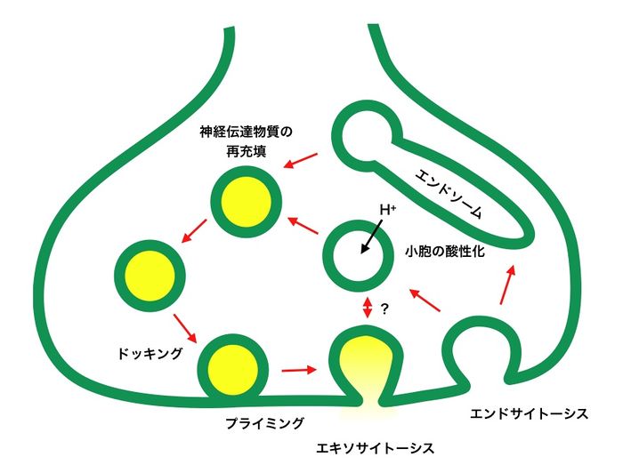 Anvisa、犬の死に関連する物質を大量に収集