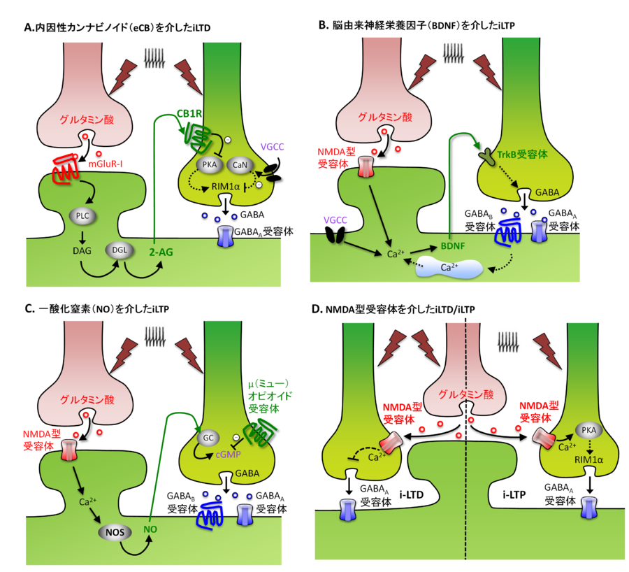 ニューロンは人間の脳内で情報を伝達しますが、その動作のマップを取得するには時間がかかります。
