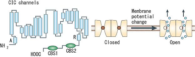 図1 ClCチャネル 1つのサブユニットはA～Rの18のセグメントに分けられる。細胞質側にN末端とC末端があり、C末端側に２つのCBSドメインを持つ([8]より転載)。