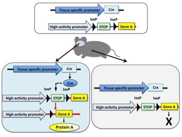SUSは乾癬の新しい治療法を提供します