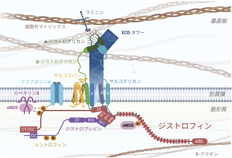 ファイル:Aoki Muscular Dystrophy Fig2.png