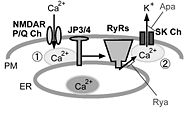 図2．中枢神経細胞における細胞表層膜/小胞体膜イオンチャネル間の共役とジャンクトフィリン 海馬CA1錐体細胞では細胞表層膜(PM)上のNMDA型グルタミン酸受容体(NMDAR)、小脳プルキンエ細胞ではP/Q型電位依存性カルシウムチャネル(P/Q Ch)を介して細胞外から流入したカルシウム(Ca2+)は、小胞体膜(ER)上に存在するリアノジン受容体(RyRs)を活性化する(①)。さらに小胞体から放出されたCa2+は、細胞表層膜に存在する小コンダクタンスCa2+依存性カリウムチャネル(SK Ch)を活性化し(②)、正電荷を持つカリウムイオン(K+)が細胞外に流出することで、膜電位変化における後過分極が生じる。野生型の海馬CA1錐体細胞や小脳プルキンエ細胞では、脱分極性の電位変化に引き続き、RyRsの阻害薬であるリアノジン(Rya)やSK Chの阻害薬であるapamin(Apa)に感受性を持つ後過分極が見られるが、脳型ジャンクトフィリン(JP3/4)二重欠損マウスでは、この様な細胞表層膜/小胞体膜のイオンチャネル間の機能的共役が阻害されるために、Rya/Apa感受性を有する後過分極が阻害されると考えられる。