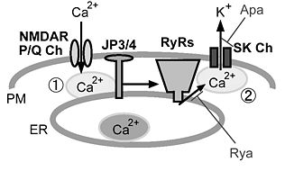 図1．リアノジン受容体を介するシグナル系 脳の神経細胞におけるリアノジン受容体(RyRs)を介するシグナル伝達。海馬の錐体細胞ではNMDA型グルタミン酸受容体(NMDAR)、小脳のプルキンエ細胞では電位依存症カルシウムチャネル(VDCC)を介する細胞外からのカルシウム流入による細胞内カルシウム濃度上昇により、Ca2+-induced Ca2+ releaseが起こる。一方、小脳プルキンエ細胞では一酸化窒素(NO)による1型RyR(RyR1)のS-ニトロシル化によりNO-induced Ca2+releaseも起こる。ER:endoplasmic reticulum; IP3R:inositol 1,4,5 tris phosphate receptor; SERCA: sarco/endoplasmic reticulum Ca2+ ATPase.