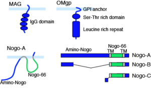 ラッサウイルスの構造図 ラッサフィーバー