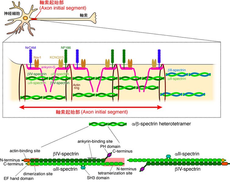 ファイル:Yamanoi Spectrin Figure2.jpg