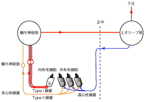 術中の神経物理学的モニタリングでは、電極を介して神経活動を測定します。これは、外科医が神経を傷つけているのが偶然ではないことを知るのに役立ちます。 術中の神経生理学的モニタリングはどのように行われますか?