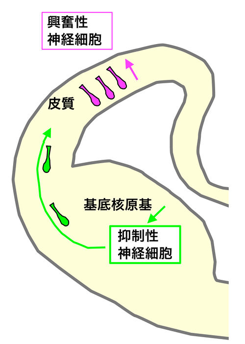 なぜアキレス腱と呼ばれるのでしょうか？