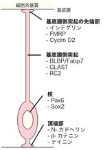 ファイル:放射状グリア図2.jpgのサムネイル